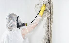 Best Mold Documentation for Insurance Claims in Front Royal, VA